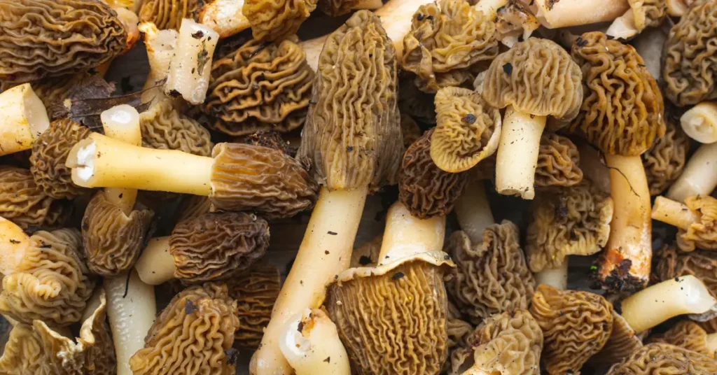 Explore our collection of exquisite dried morel mushroom recipes, perfect for adding a gourmet touch to your home-cooked meals.