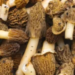 dried morel mushroom recipes